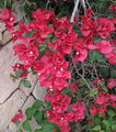 Paper Flower